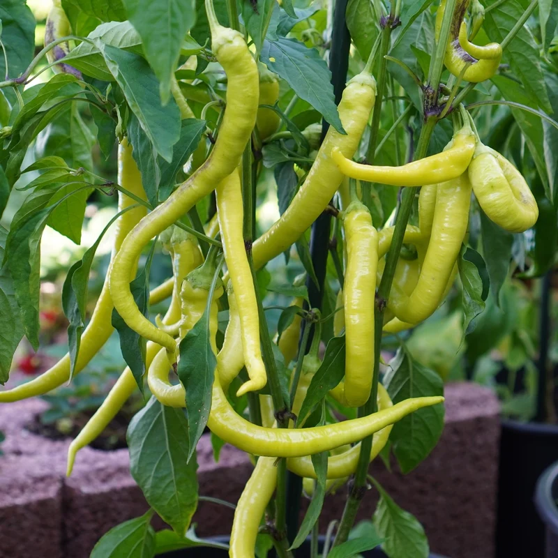 MHD 06/26 Peperoni Spiralus Samen
