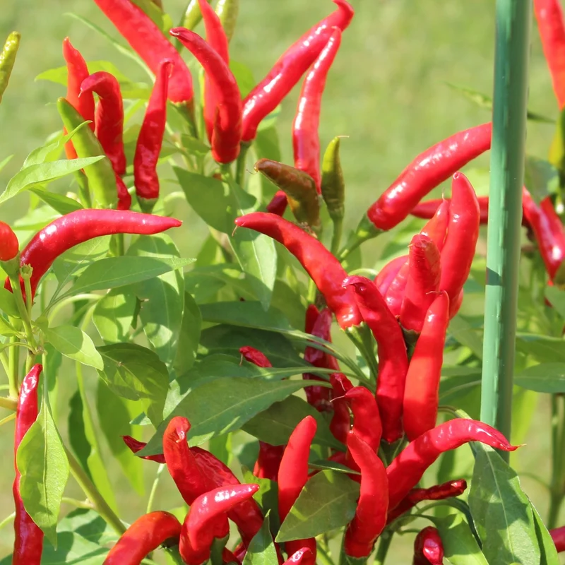 Chili Bird's Eye Samen