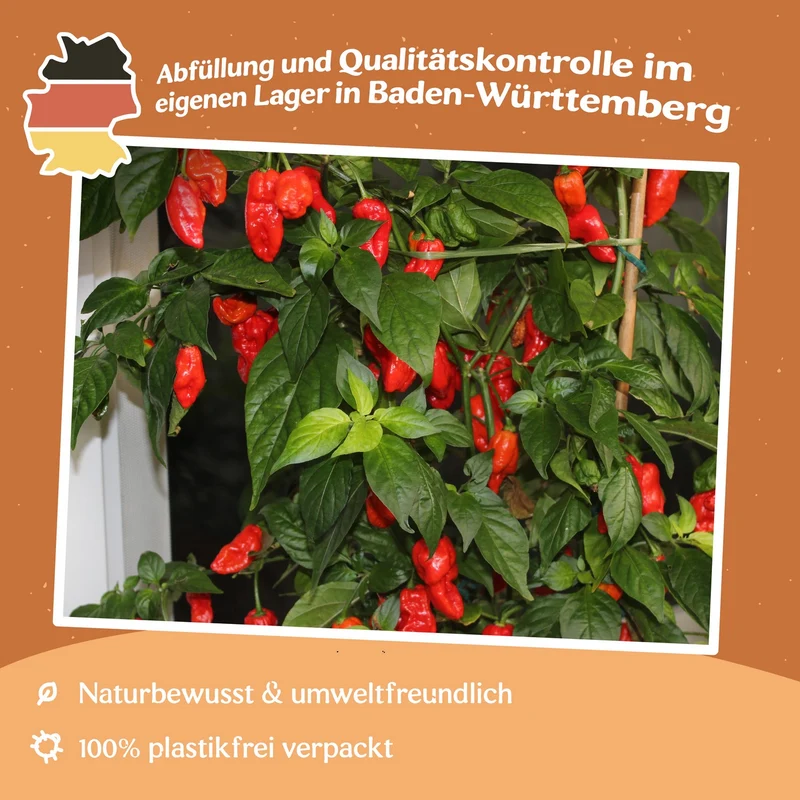 Chili Bhut Jolokia Samen