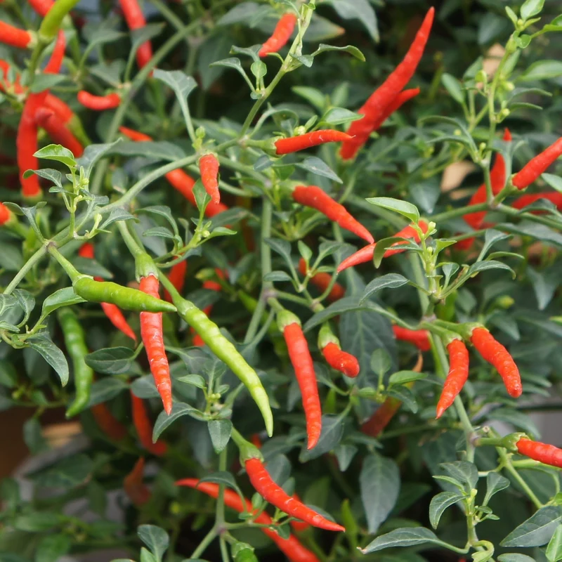 Chili Damian Samen