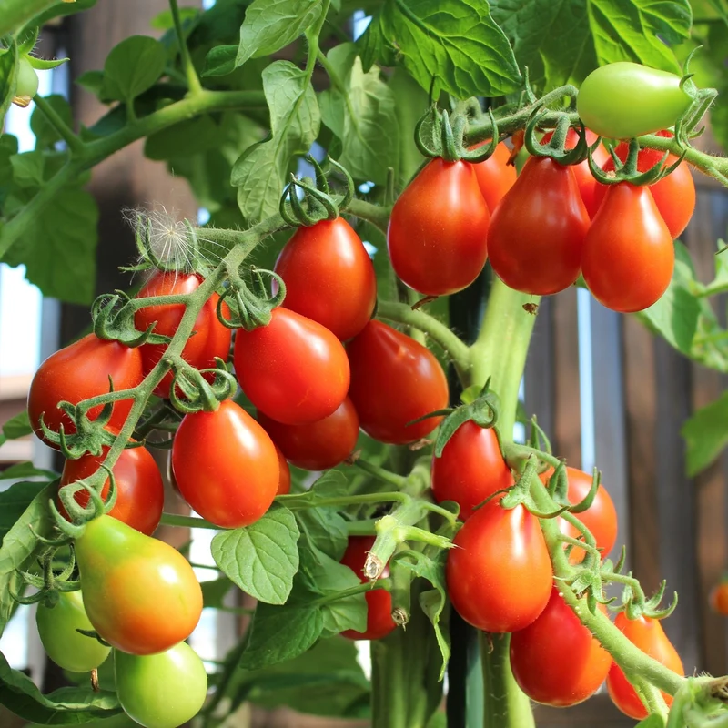 Radana Tomatensamen
