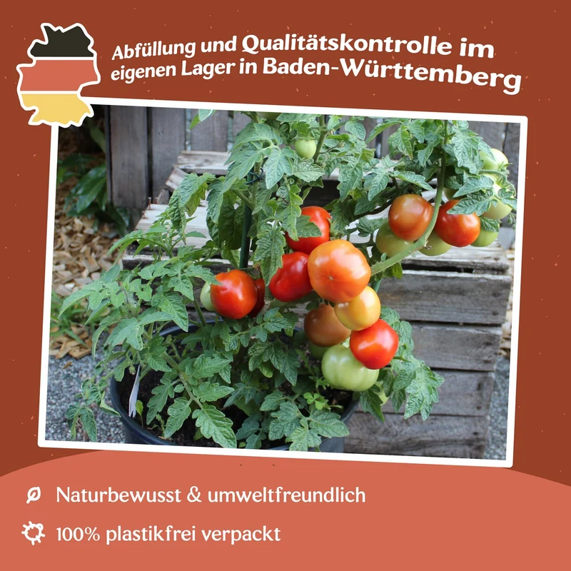 Rotkäppchen Tomatensamen