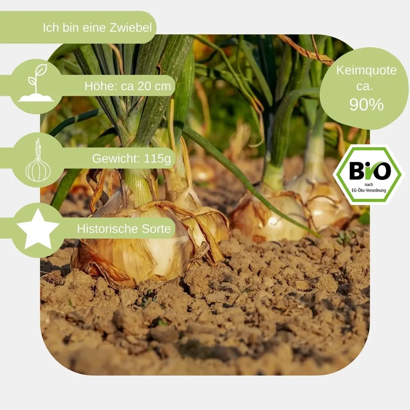 Bio Zwiebel Samen