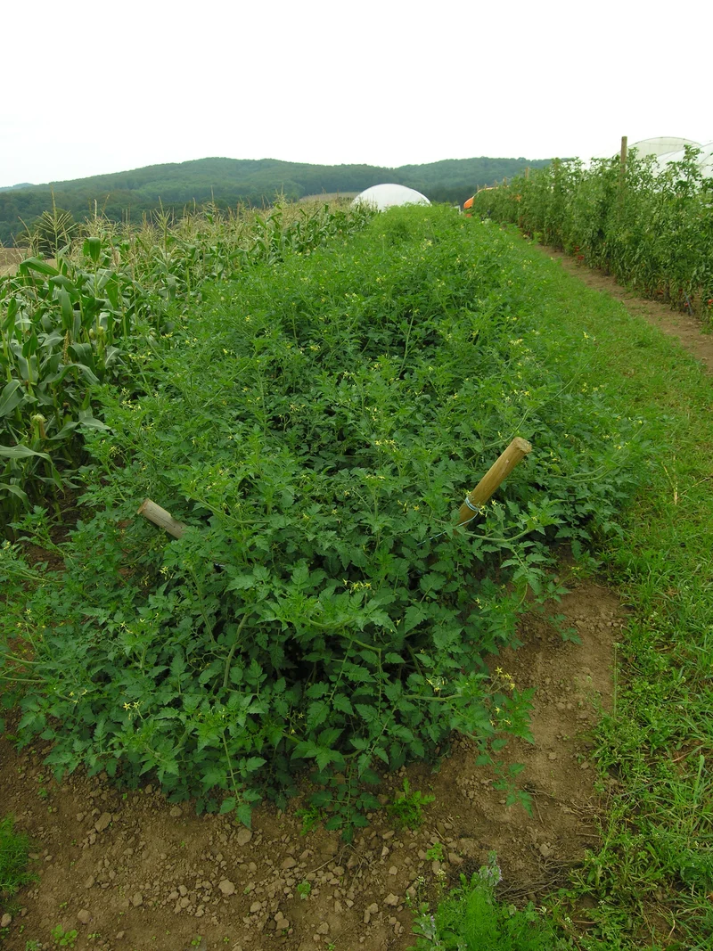 BIO Saatgut Wildtomate Rote Murmel