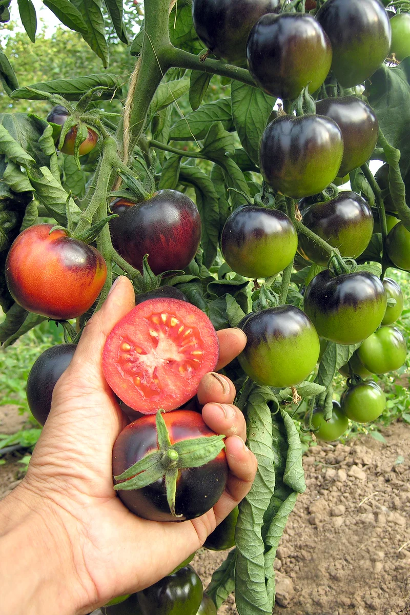 BIO Saatgut Salattomate Indigo Rose, schwarz