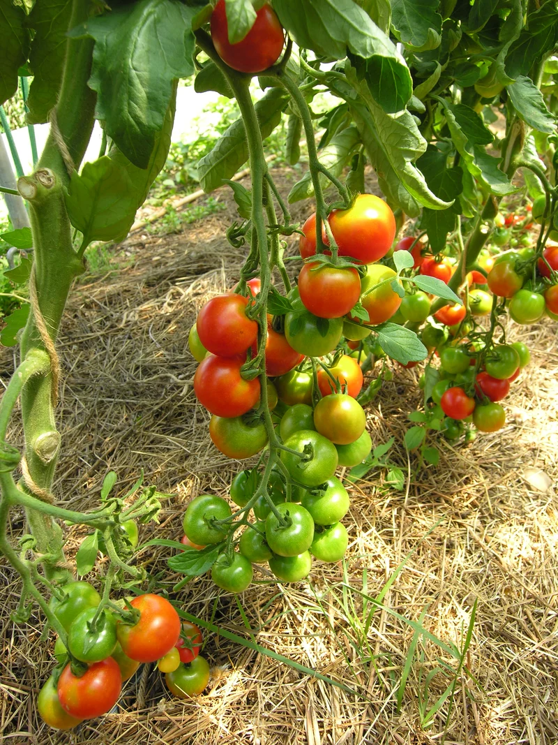 BIO Saatgut Cocktailtomate Primavera
