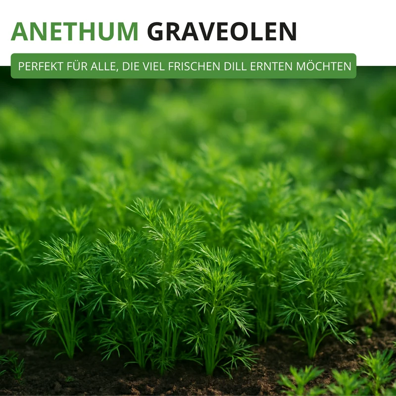 Dill Gewöhnlicher Saatgut