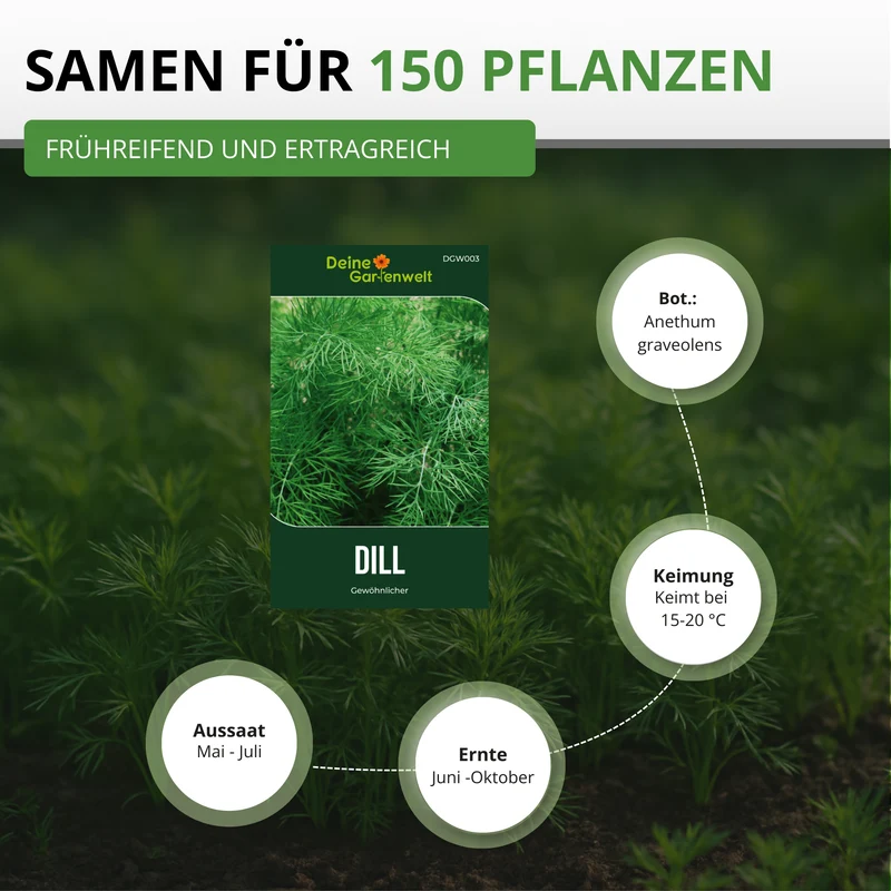 Dill Gewöhnlicher Saatgut