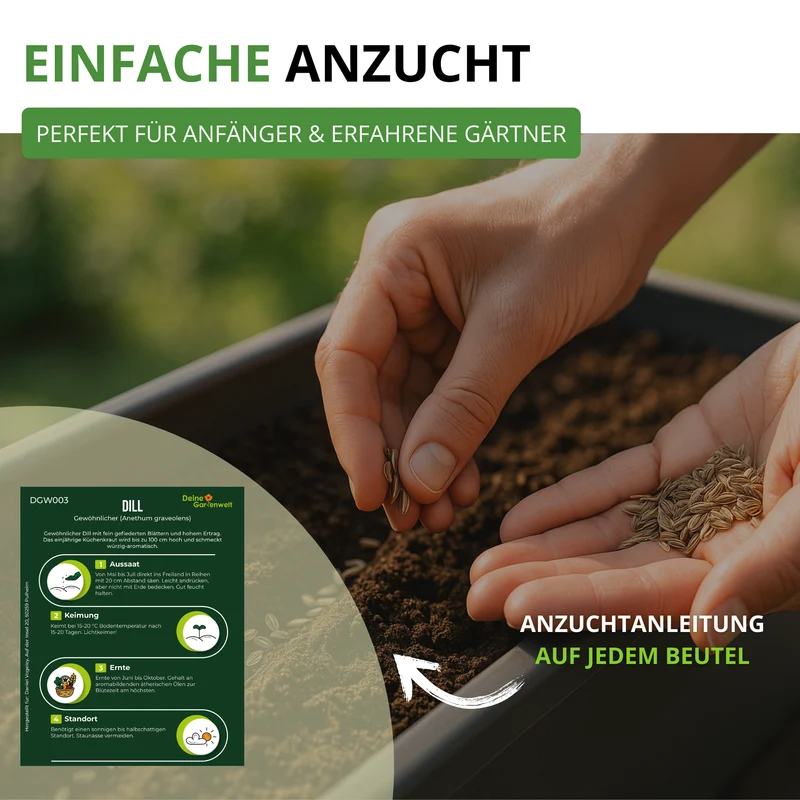 Dill Gewöhnlicher Saatgut
