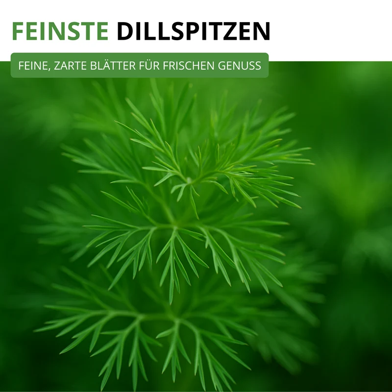 Dill Gewöhnlicher Saatgut