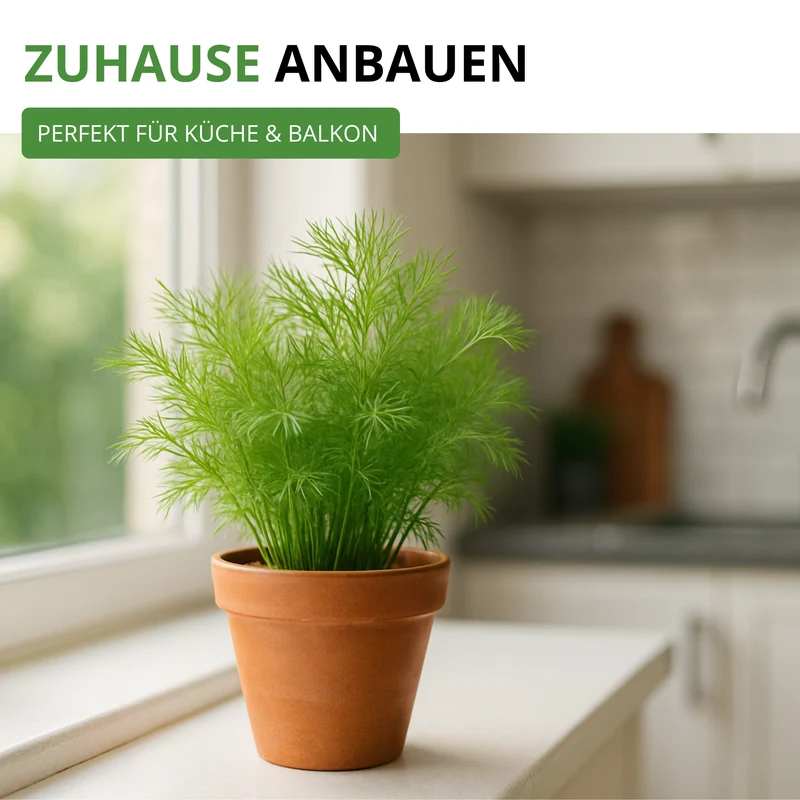 Dill Gewöhnlicher Saatgut