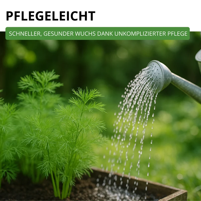 Dill Gewöhnlicher Saatgut