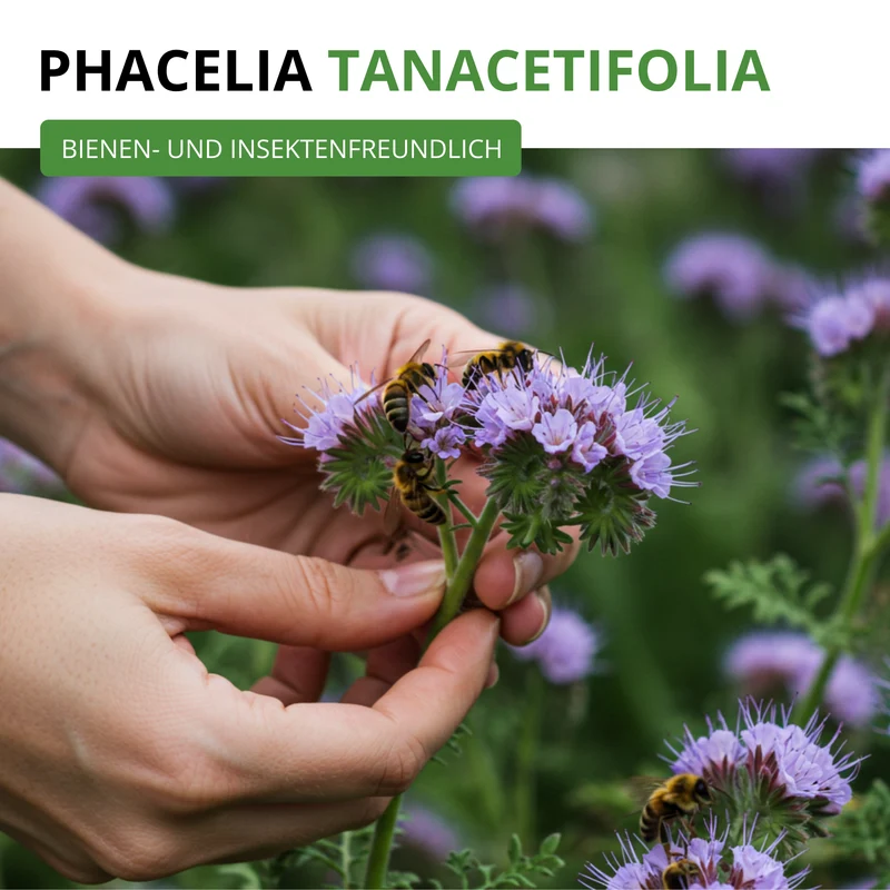 Phacelia Bienenfreund Saatgut