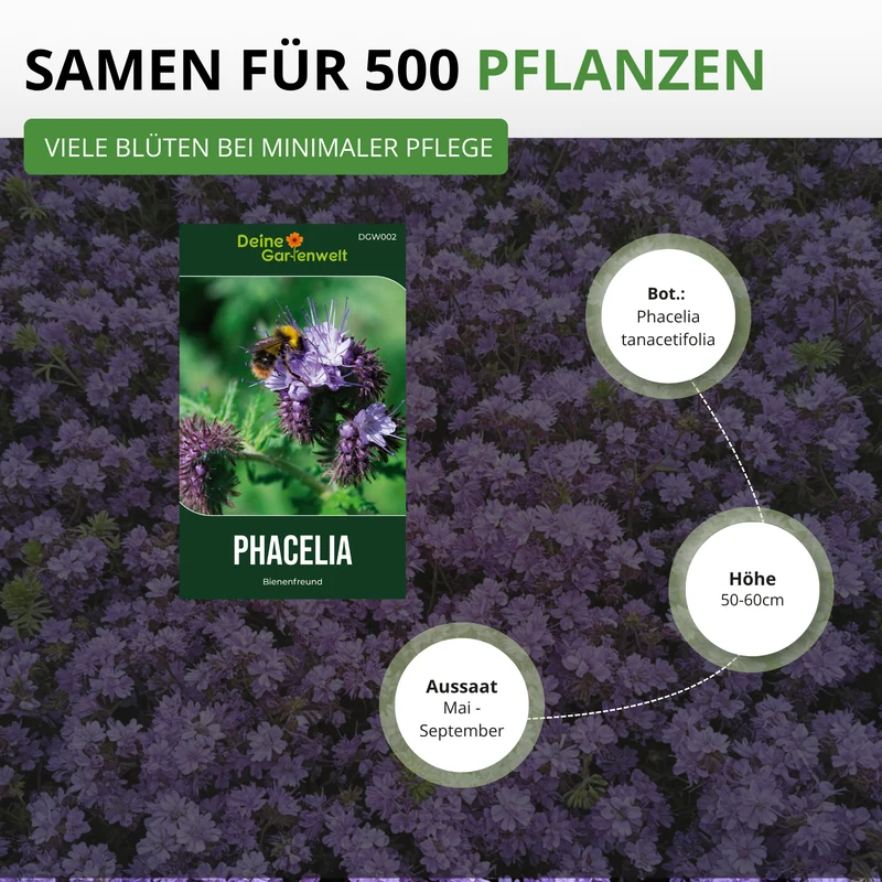 Phacelia Bienenfreund Saatgut
