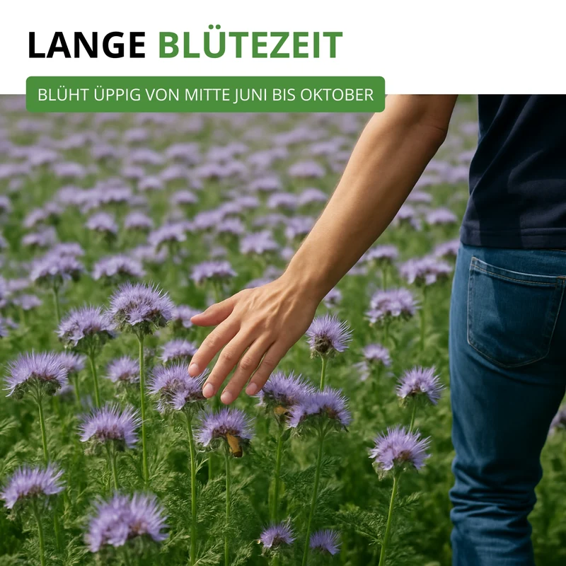 Phacelia Bienenfreund Saatgut