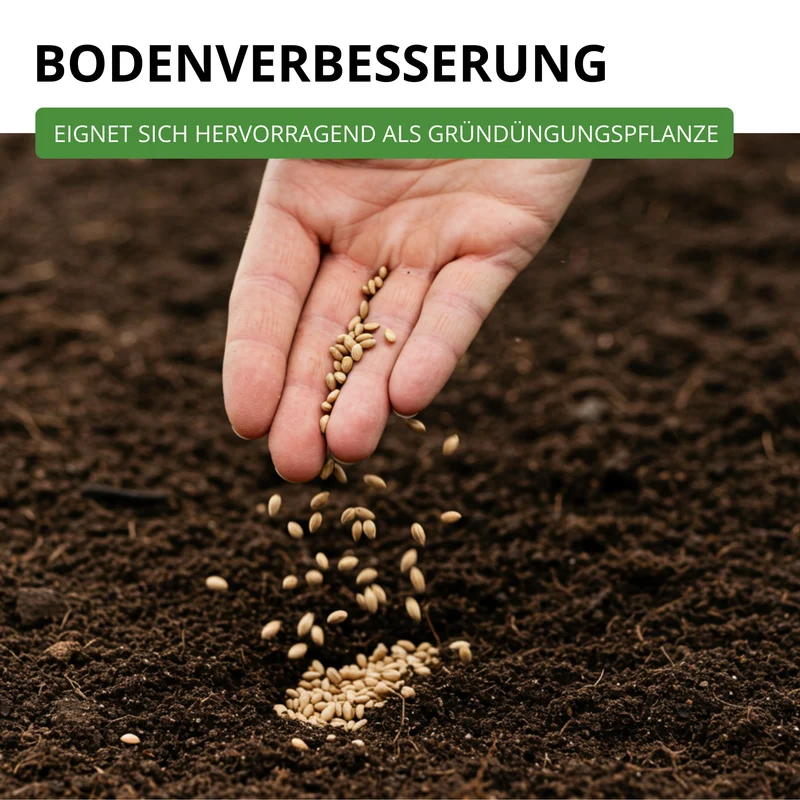 Phacelia Bienenfreund Saatgut