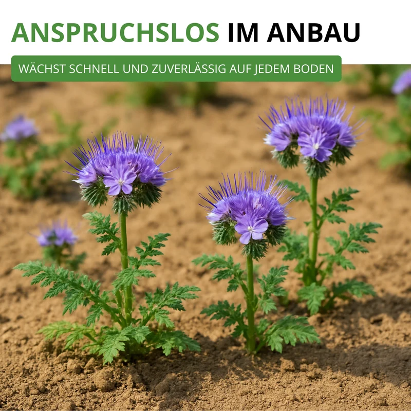 Phacelia Bienenfreund Saatgut