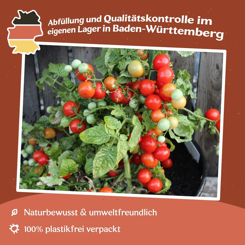 Tiny Tim Tomatensamen