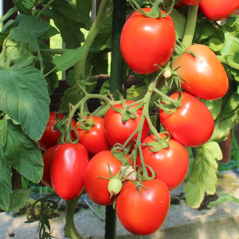 Terion Tomatensamen