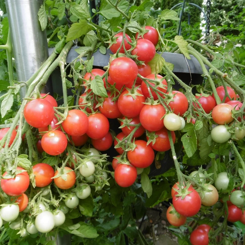Ampeltomate Himbeerfarbige Bio-Tomatensamen
