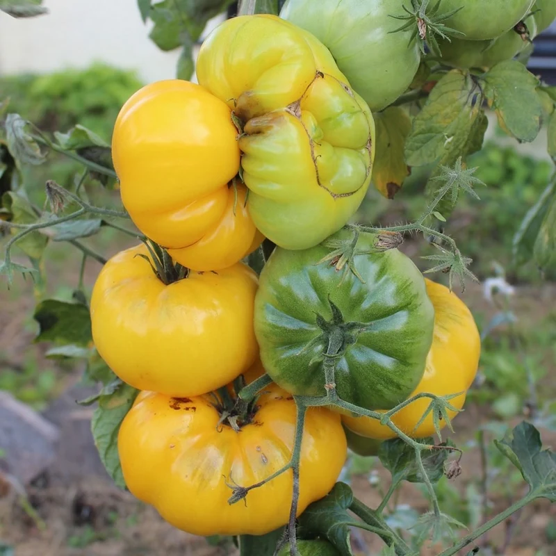 Yellowstone Tomatensamen