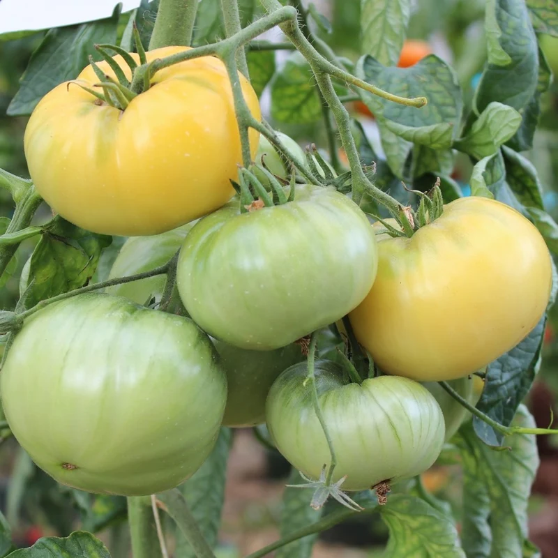 White Beauty Tomatensamen