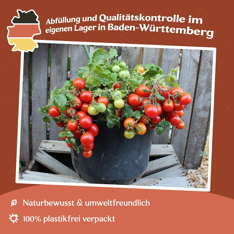 Vilma Tomatensamen