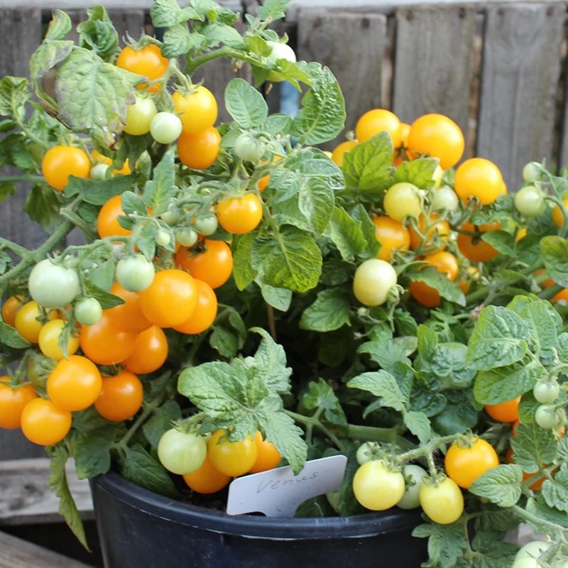 Venus Tomatensamen