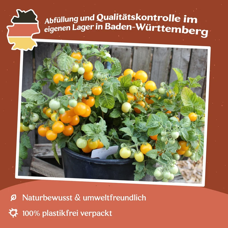 Venus Tomatensamen