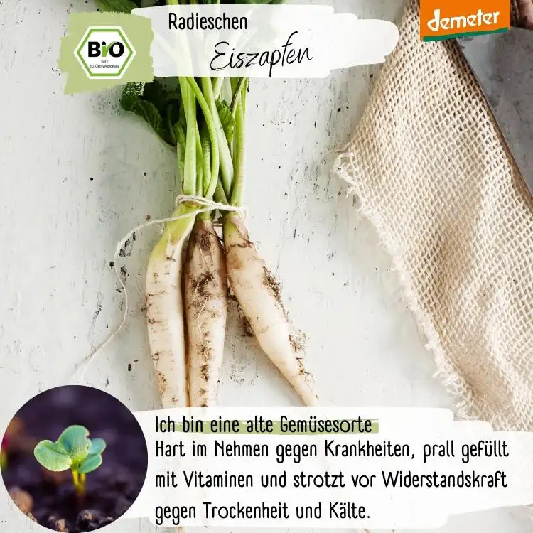 Demeter Radischen Eiszapfen Samen