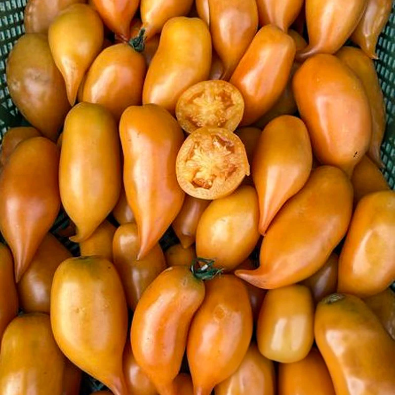 Tomate - Buratino