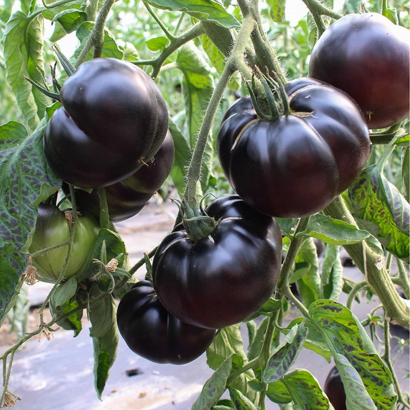 Fleischtomate - Black Beauty