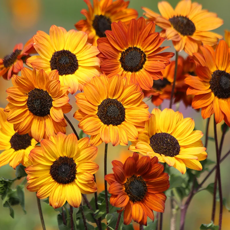Helianthus debilis - Sonnenblume - Soluna Bronze