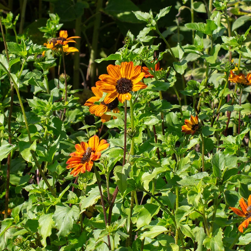 Helianthus debilis - Sonnenblume - Soluna Bronze