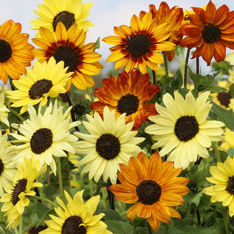 Helianthus debilis - Sonnenblume - Soluna Mix
