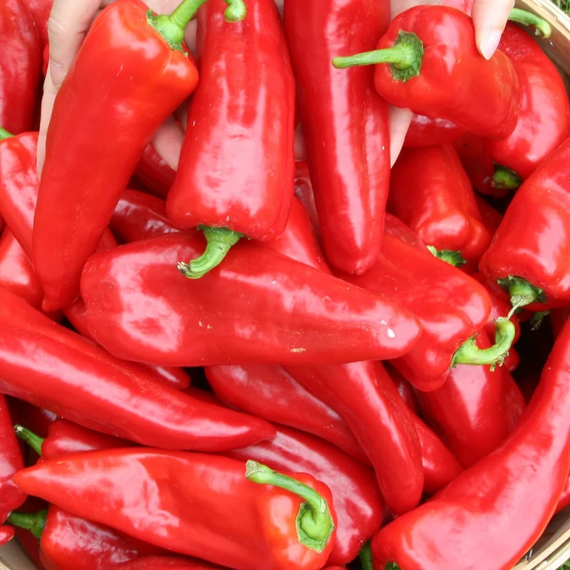 Bio-Paprika Roter Augsburger Samen
