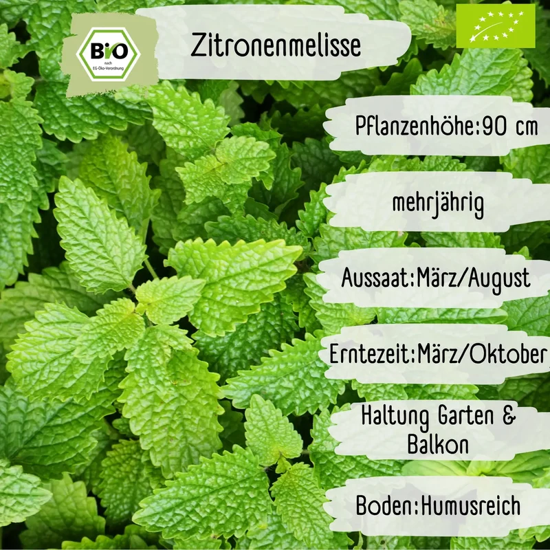 Bio Zitronenmelisse Samen