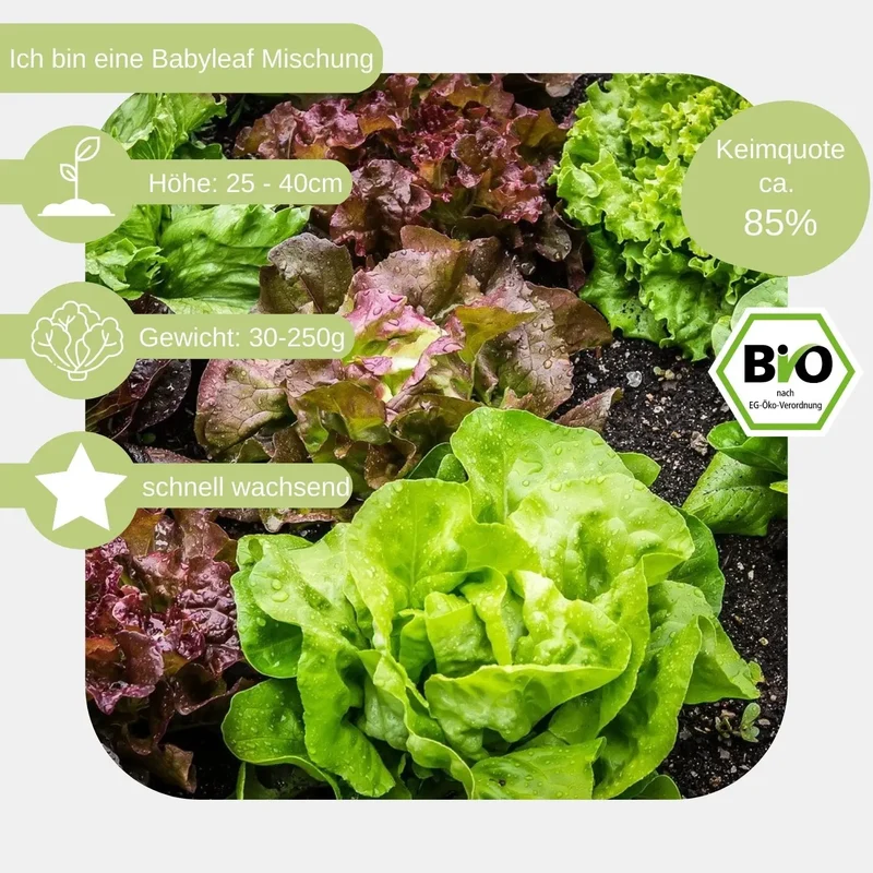 Bio Pflücksalat Samen Mix