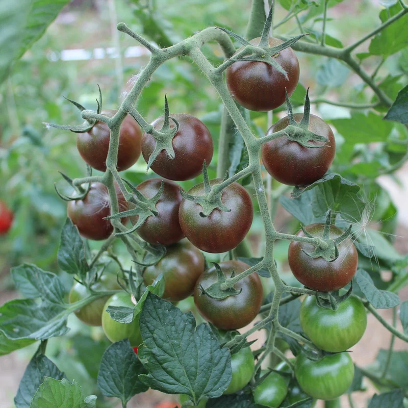 Black Cherry Bio-Tomatensamen