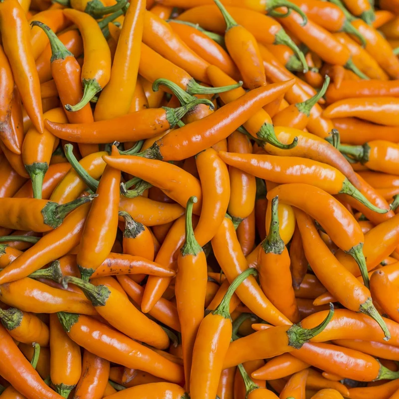 Bio-Paprika Tequila Sunrise Samen