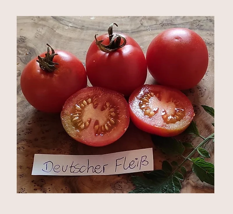 Tomate "Deutscher Fleiß"