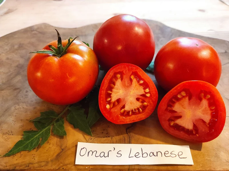 Tomate "Omars Lebanese"