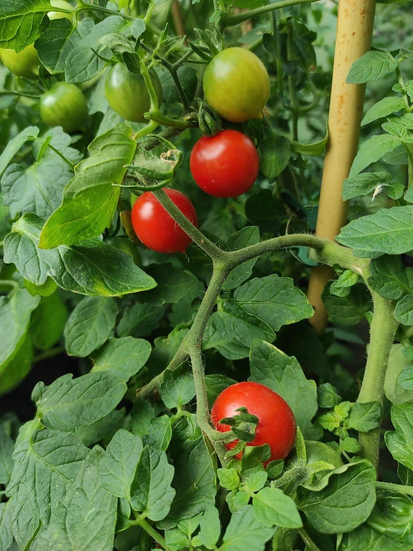 Tomate "Deutsche Riesentraube"