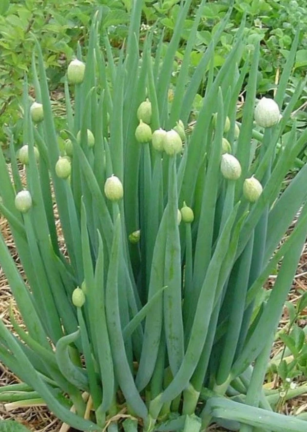 Winterheckenzwiebel "Allium fistulosum"