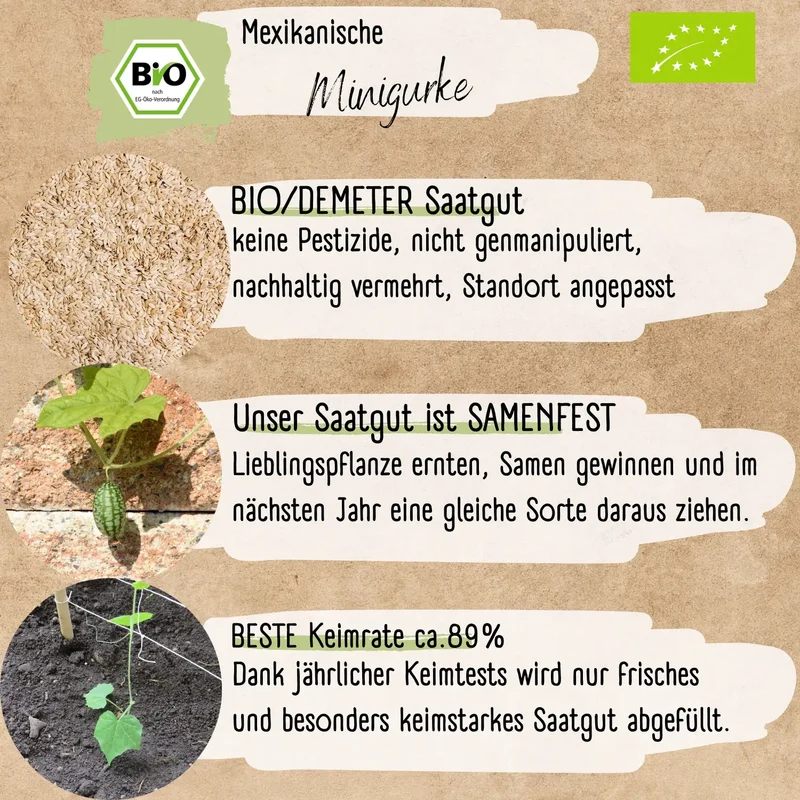 Bio Mexikanische Minigurke Samen