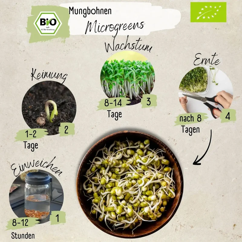 Bio Mungbohnesprossen Samen 200g