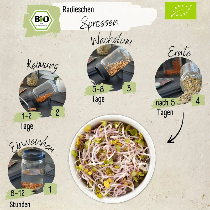 Bio Radies Sprossen Samen 200g