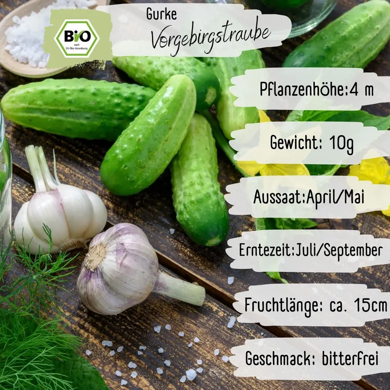 Bio Gurke Vorgebirgstraube Samen