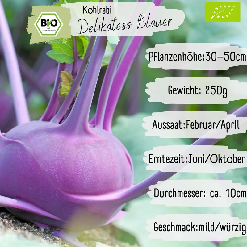 Bio Kohlrabi Samen