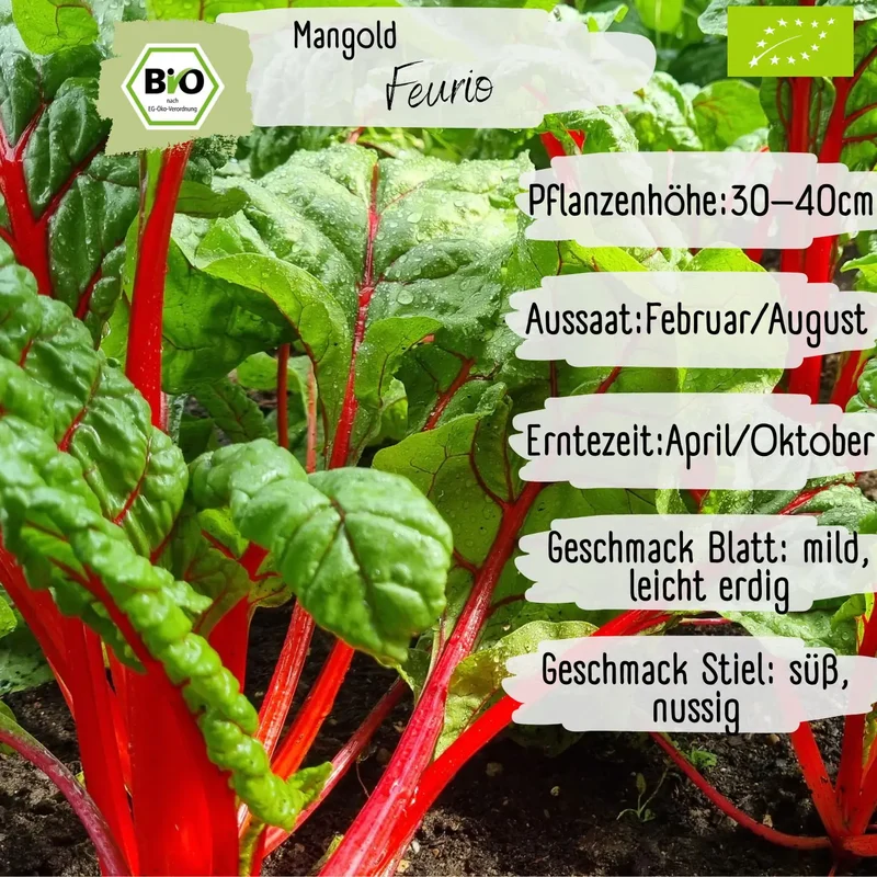 Bio Mangold Samen